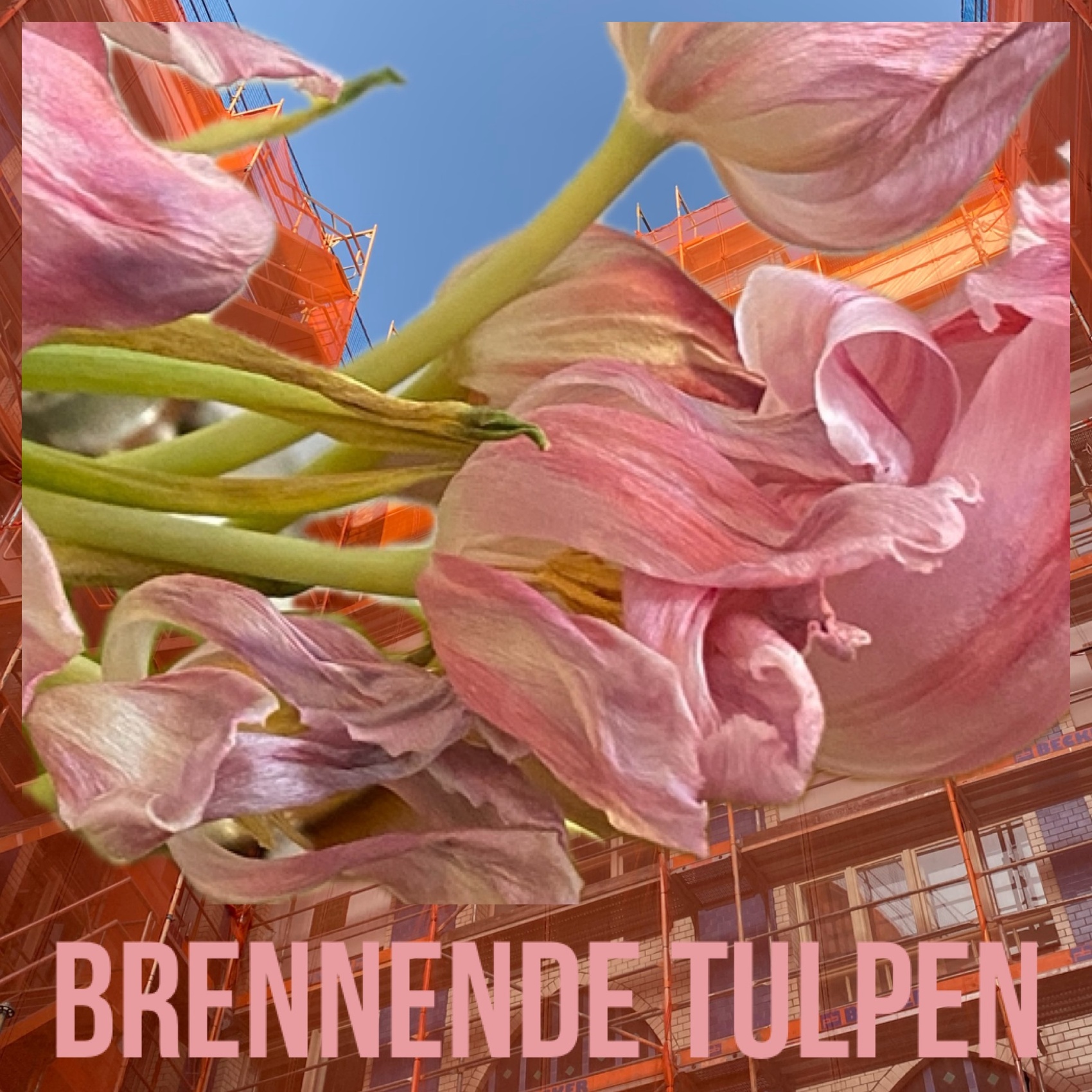 BRENNENDE TULPEN